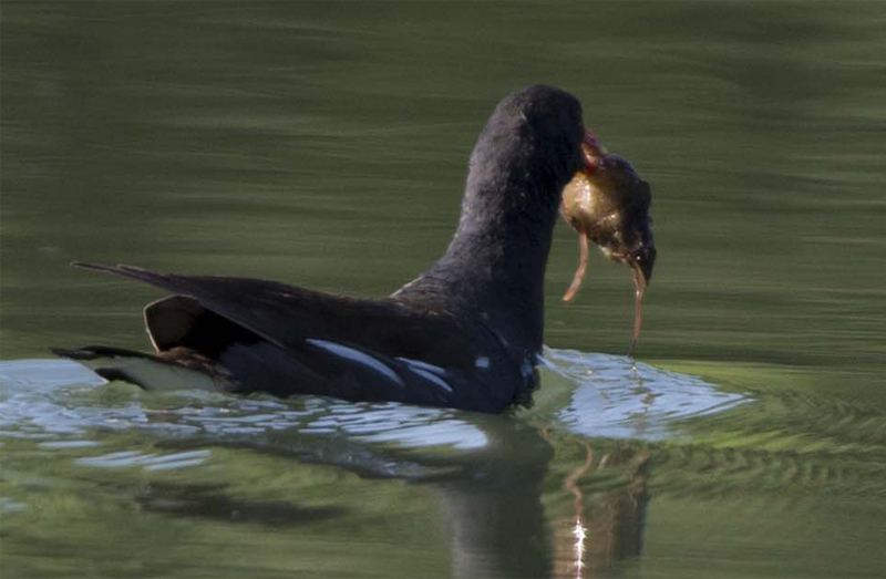 Cosa ha catturato la Gallinella ?